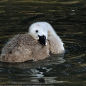 Photo de Cygne