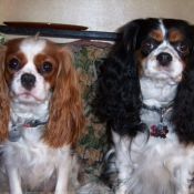 Photo de Cavalier king charles spaniel