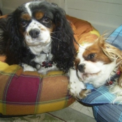 Photo de Cavalier king charles spaniel