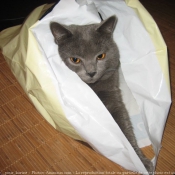 Photo de Chartreux