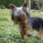 Photo de Yorkshire terrier