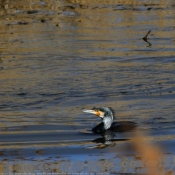 Photo de Grand cormoran