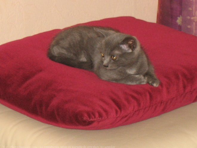 Photo de Chartreux