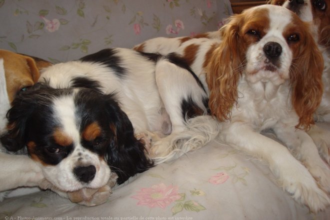 Photo de Cavalier king charles spaniel