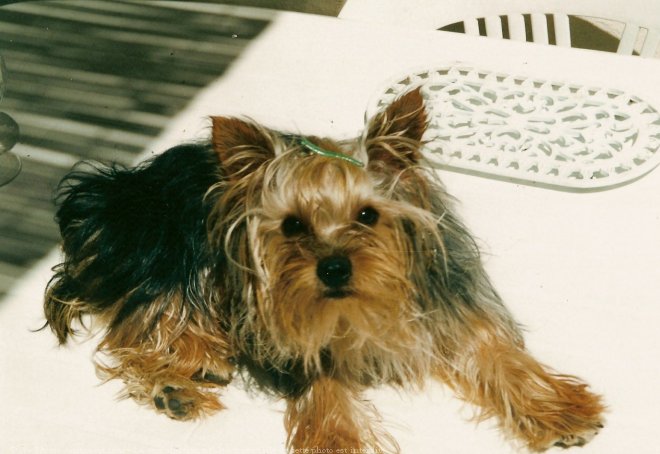 Photo de Yorkshire terrier