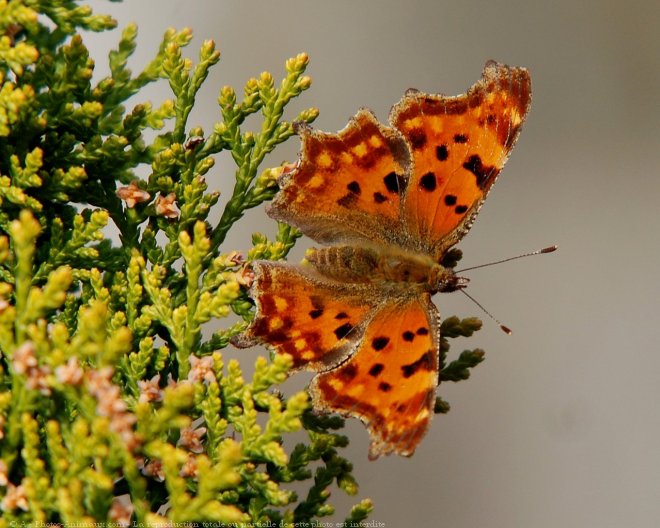 Photo de Papillon