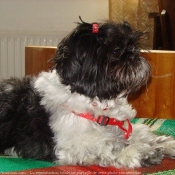 Photo de Shih tzu