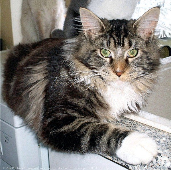 Photo de Maine coon