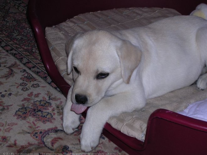 Photo de Labrador retriever