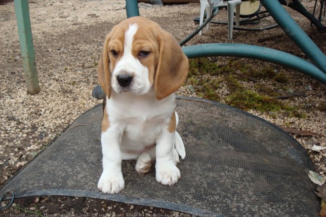 Photo de Beagle