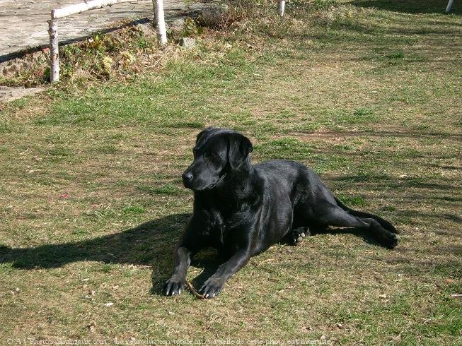 Photo de Labrador retriever