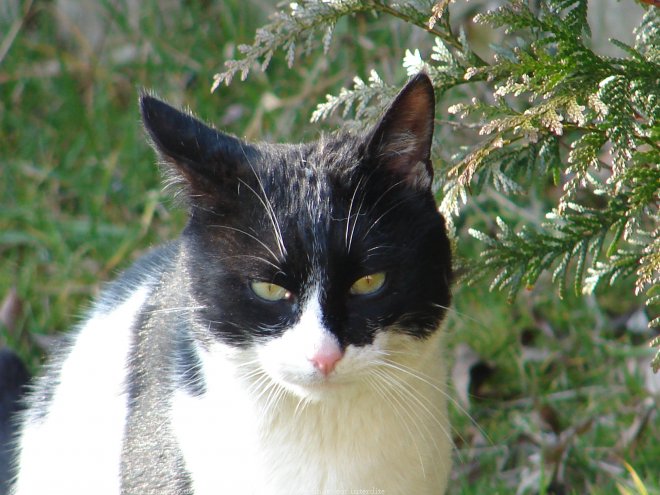 Photo de Chat domestique