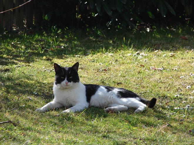 Photo de Chat domestique