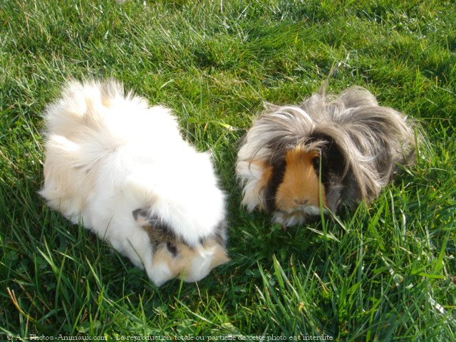 Photo de Cochon d'inde - races diffrentes