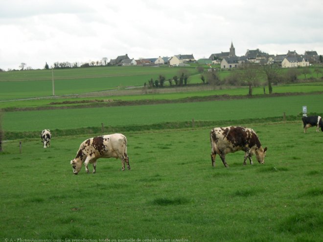 Photo de Vache