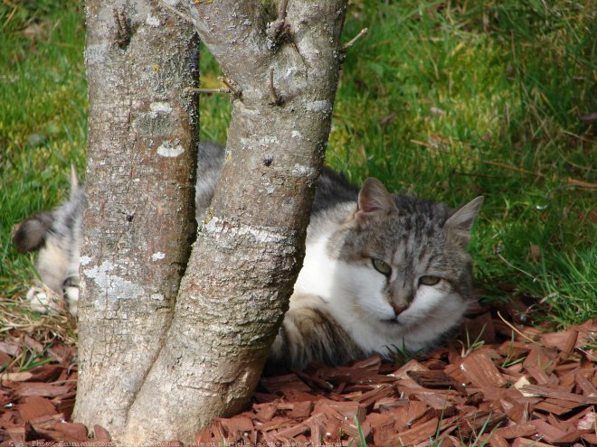 Photo de Chat domestique