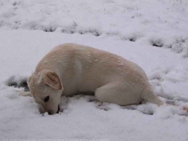 Photo de Labrador retriever