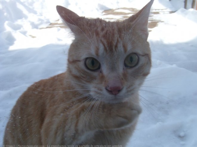 Photo de Chat domestique