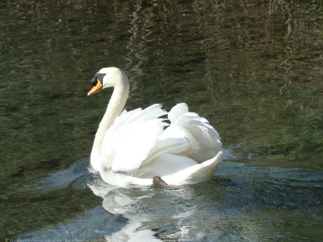 Photo de Cygne