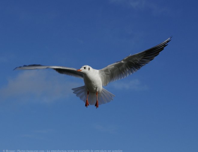 Photo de Mouette