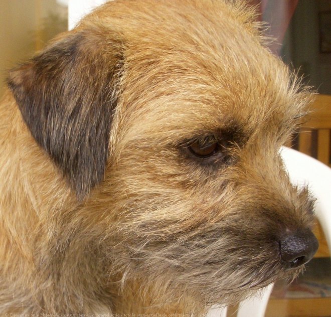 Photo de Border terrier