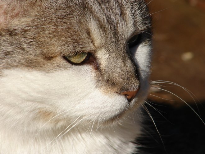 Photo de Chat domestique