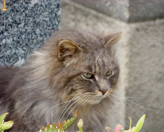 Photo de Chat domestique