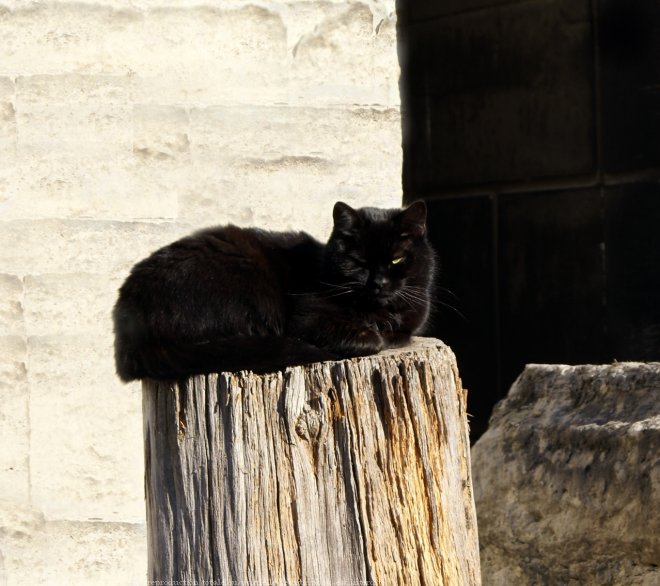 Photo de Chat domestique