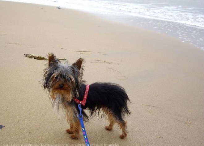 Photo de Yorkshire terrier