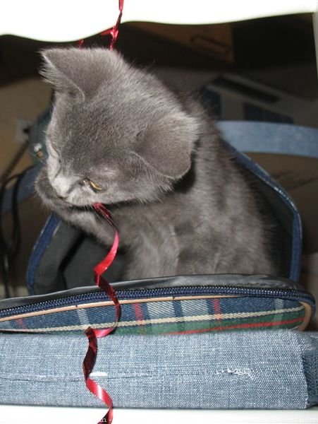 Photo de Chartreux