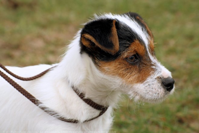 Photo de Jack russell terrier