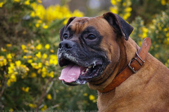 Photo de Boxer