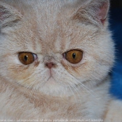 Photo d'Exotic shorthair