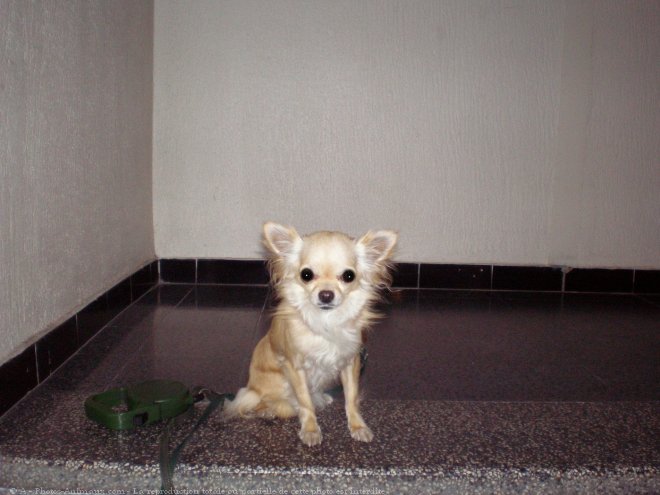 Photo de Chihuahua  poil long