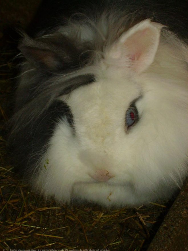 Photo de Lapin