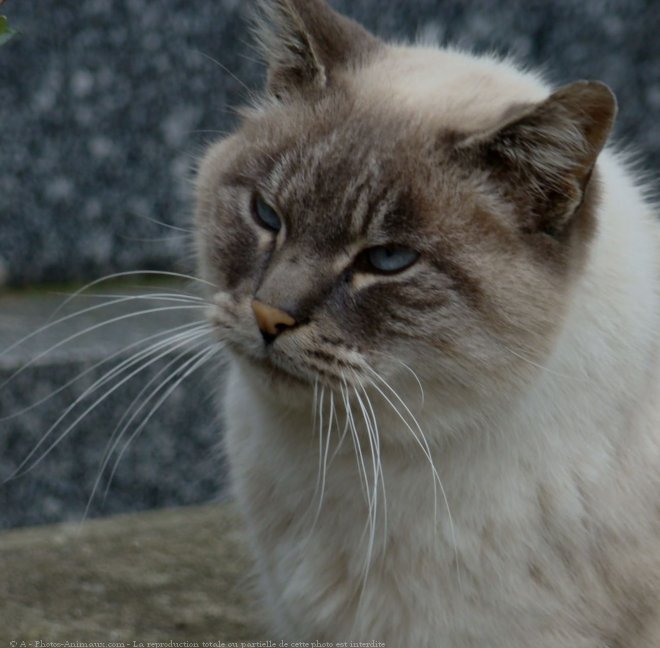 Photo de Chat domestique