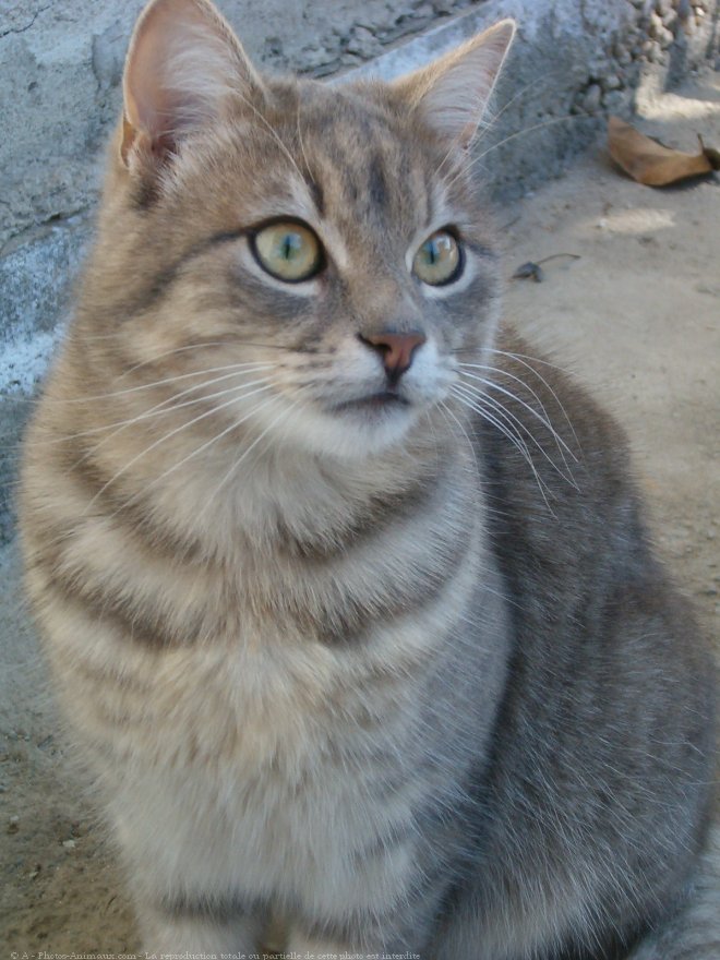 Photo de Chat domestique