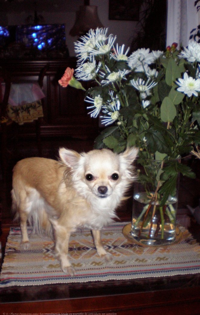 Photo de Chihuahua  poil long