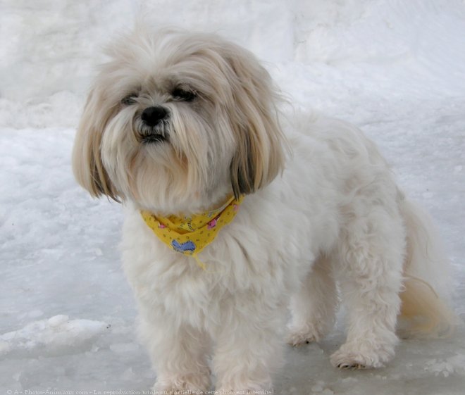 Photo de Shih tzu