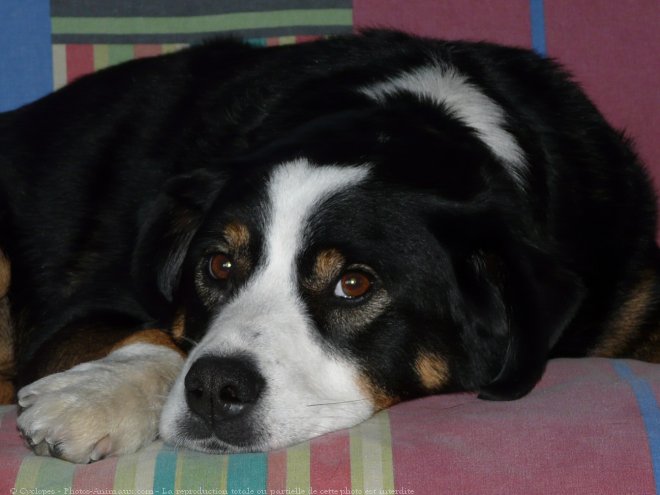 Photo de Bouvier de l'appenzell