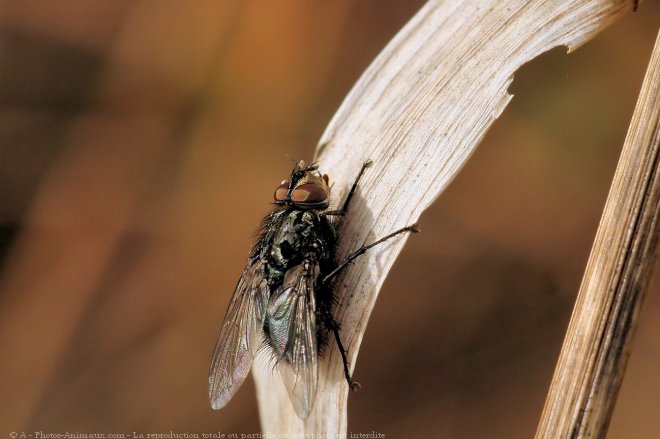 Photo de Mouche