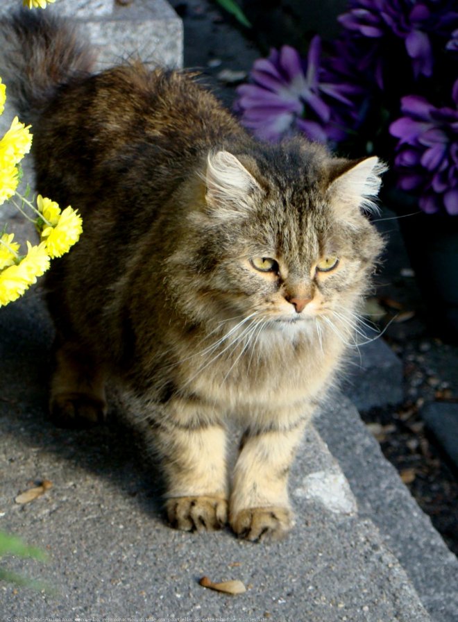 Photo de Chat domestique