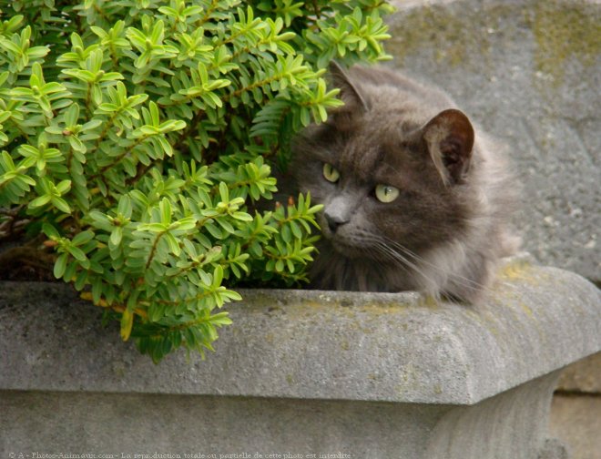 Photo de Chat domestique