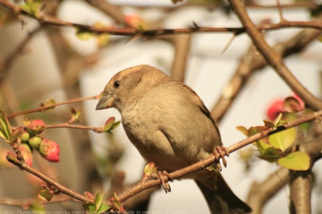 Photo de Moineau