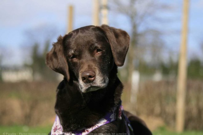 Photo de Labrador retriever