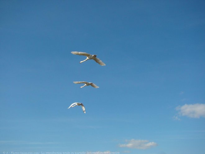 Photo de Cygne