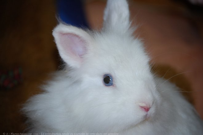 Photo de Lapin