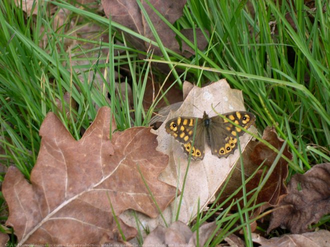 Photo de Papillon