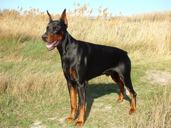 Photo de Dobermann