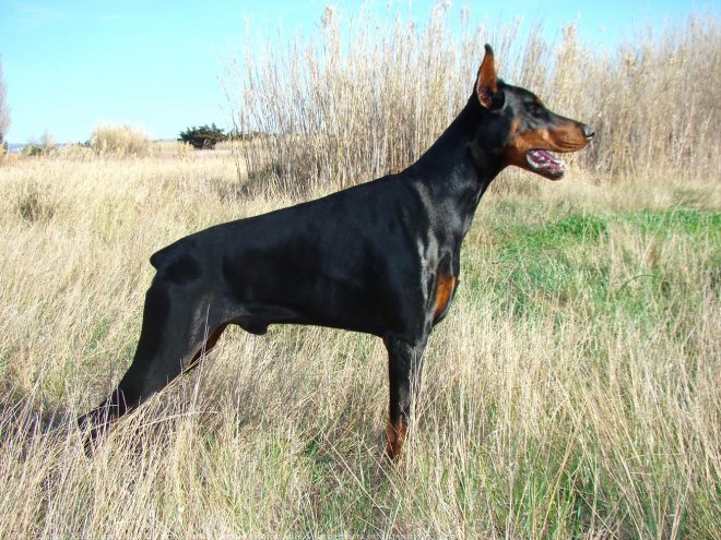 Photo de Dobermann